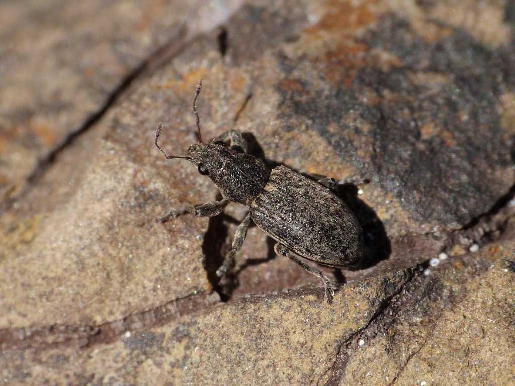 Coelositona cinerascens (cfr.)  - Tolfa (RM)